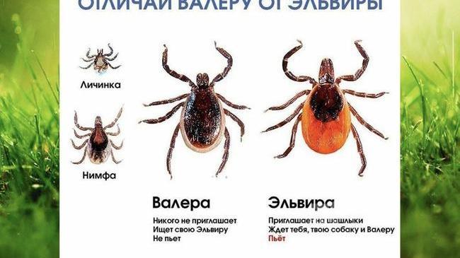 🕷 Под Челябинском нашли клеща на животном