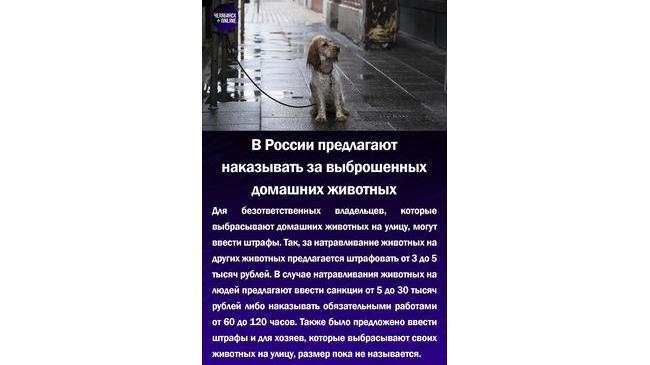 ⚡В России предлагают наказывать за выброшенных домашних животных