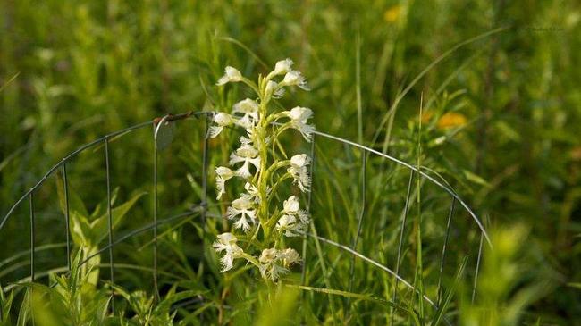 Погода помогла: на Южном Урале на редкость буйно зацвели орхидеи 