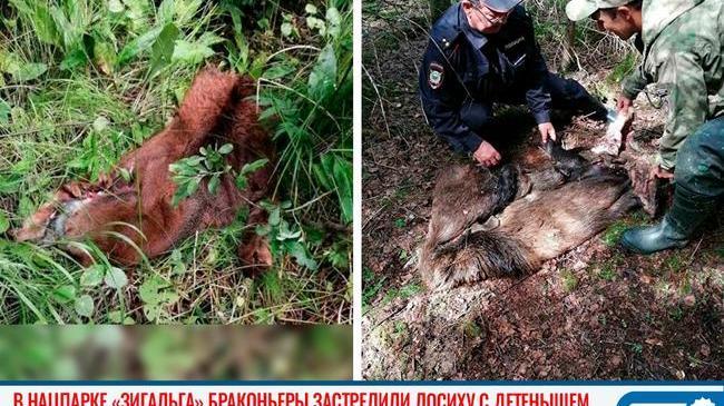 😱 «Это вопиющий случай»: браконьеры застрелили лосиху с детенышем на территории нацпарка в Челябинской области 