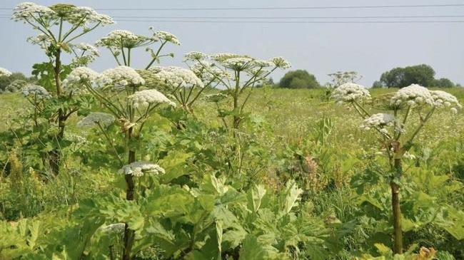 🌿 Борщевик опасен для садоводов