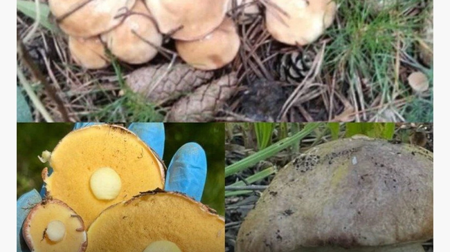 🍄 На Южном Урале начался грибной сезон
