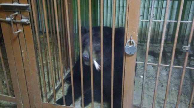 Даллакян привезет из разорившегося томского зоопарка медведицу Машу