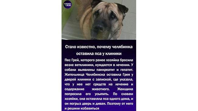 😱Стало известно, почему челябинка оставила пса у клиники