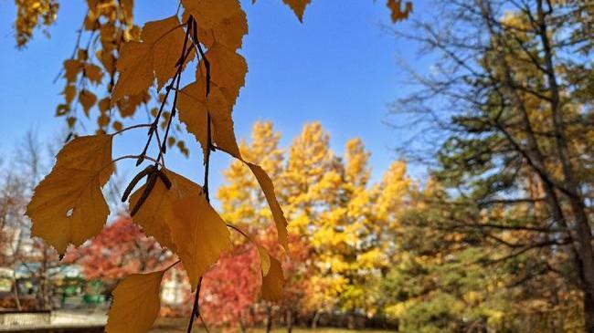 🍂 Осенний парк на Алом поле. Наслаждаемся последними теплыми денечками! Впереди похолодание и даже снег на выходных! Бррр! ❄