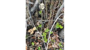 🍃 До Нового года осталось чуть больше. Тем временем на деревьях в Челябинске набухают почки и распускается листва. 