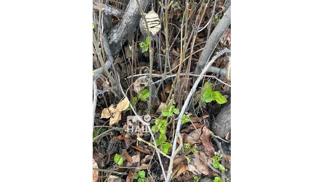 🍃 До Нового года осталось чуть больше. Тем временем на деревьях в Челябинске набухают почки и распускается листва. 