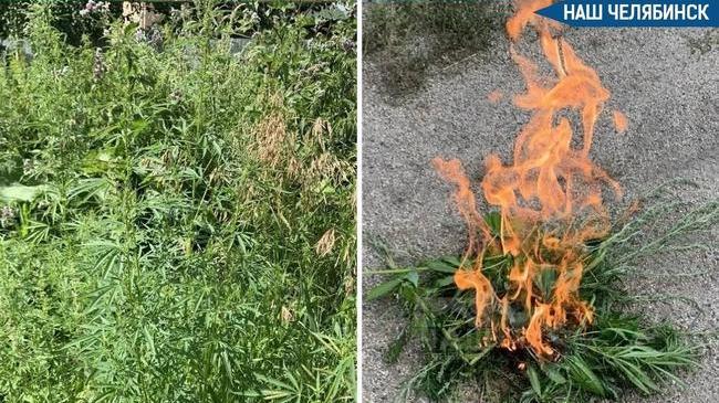 🌱 В Челябинске сожгли поля дикой конопли