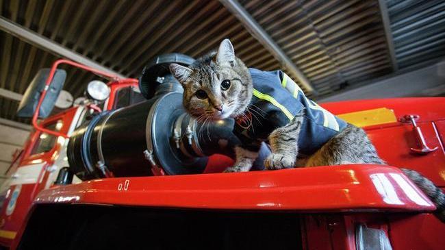 🐈 Талисман и сослуживец: кот Семен из пожарной части. 