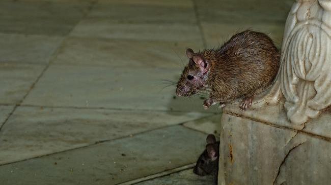 В центре Челябинска мусорка кишит полчищами крыс