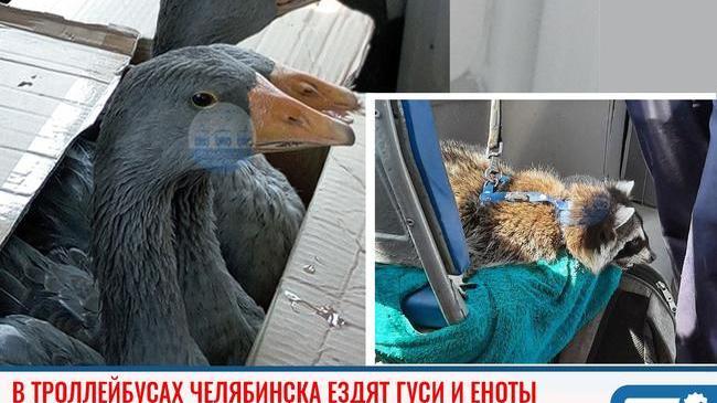 ⚡ В троллейбусах Челябинска ездят гуси, еноты и даже питоны 😃 