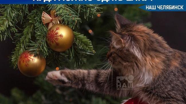 🌲 В Челябинске открыли пункт приема новогодних ёлок