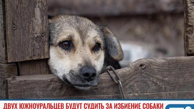 ❗ В жестоком обращении с животными обвиняются двое местных жителей из Аши. 