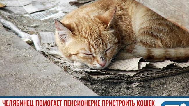 💫 Ловите пост доброты! Челябинец помогает пенсионерке найти новый дом для кошек ☺
