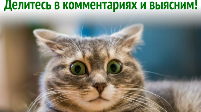 Добрый вечер, челябинцы! 😉 А как зовут вашего питомца? 🙂