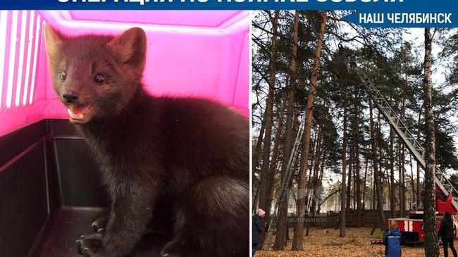 😁 В Челябинском зоопарке свободолюбивый соболь сбежал из вольера