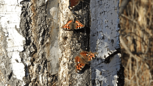 🦋 Бабочки в Челябинской области появились на месяц раньше обычного