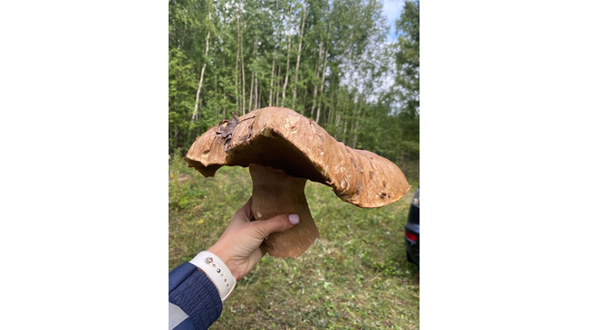 🍄 Жители Челябинской области собирают ведрами грибы