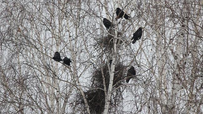 Жителей Челябинска окружили дикие совы и грачи