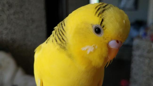 Помогите найти попугайчика!!!