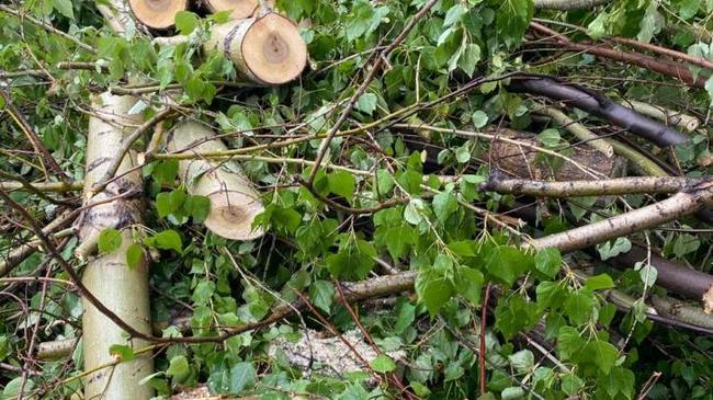 🌿 За вырубку деревьев в Челябинске накажут подрядчика.