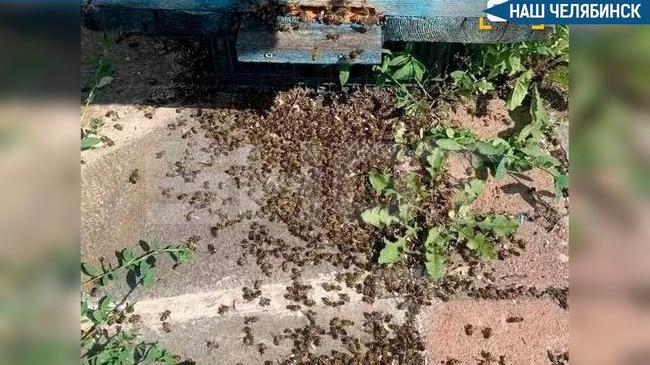 🐝 Гибель пчел в Аргаяшском районе обернулась штрафами для фермеров