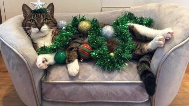 Ваш кот нe сможeт опрокинуть ёлку, eсли он и eсть ёлка