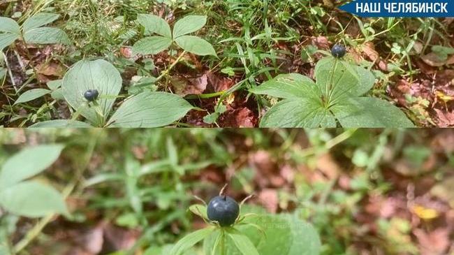 ⚠ В нацпарке «Зигальга» созрела опасная ягода, похожая на чернику
