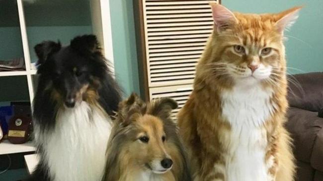 Когда дома завел сторожевого кота, а собачки для красоты просто!
