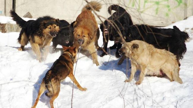 Ловить бездомных собак в Челябинске начнут только с 1 февраля 