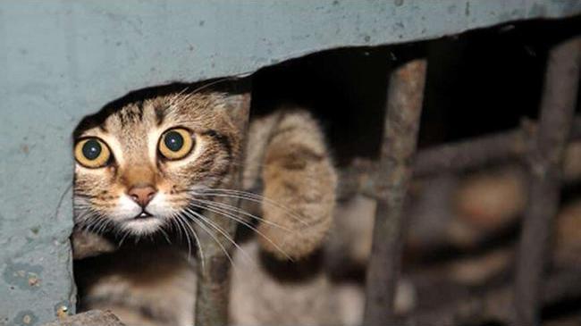 Замурованным в подвалах кошкам дадут свободу!🐈 