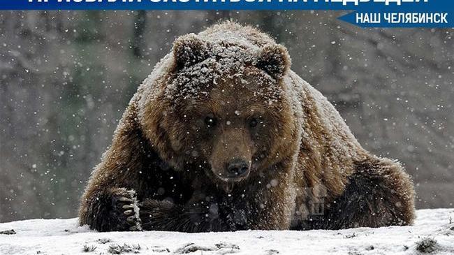 🐻 В Минэкологии региона сообщили, что весной 2022 года необходимо отстрелить минимум 50 медведей