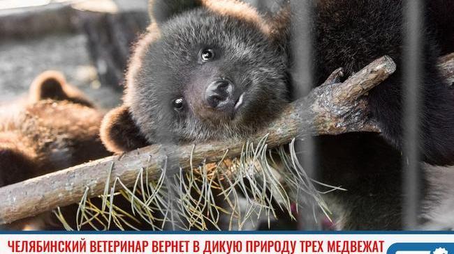 ⚡Медвежата из челябинского приюта вернутся в дикую природу 🌳