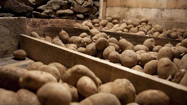 Из-за гнилого картофеля в погребе в одночасье погибли 4 южноуральца