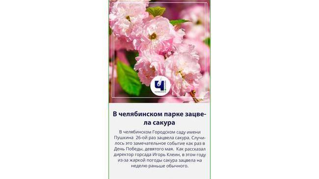 🌺В челябинском горсаду имени Пушкина зацвела сакура 