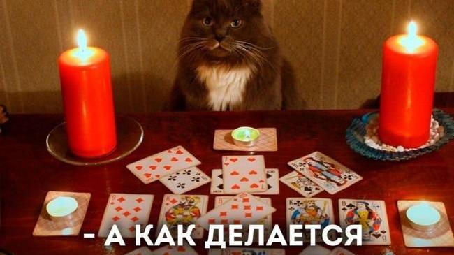 🧝 В России хотят запретить тарологов и приравнять их к мошенникам