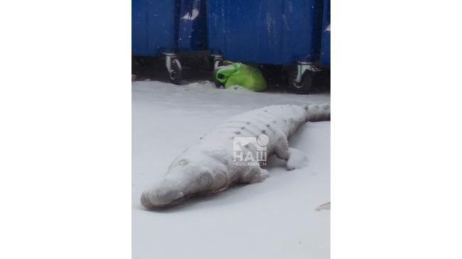 Выходишь мусор вынести, а тут крокодил под снегом.