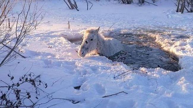 🐴 В Челябинской области спасатели помогли лошади, которая провалилась под лед на водохранилище «Попов брод».