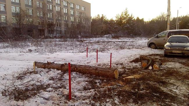 Возле памятника Курчатову посадят 327 полутораметровых деревьев