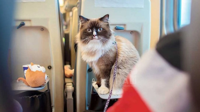 🚂 Новые правила перевозки животных в поездах