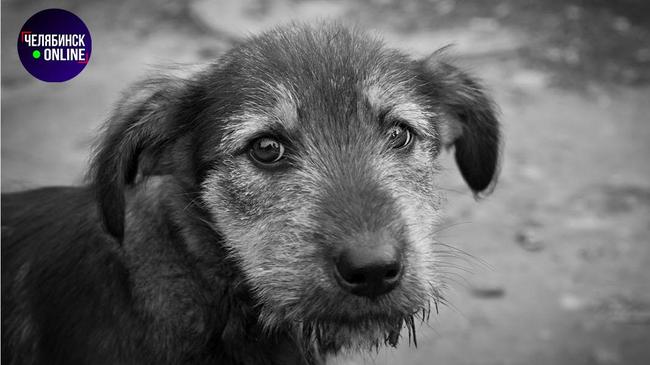 🐕 В Челябинске возбудили уголовное дело из-за гибели собак