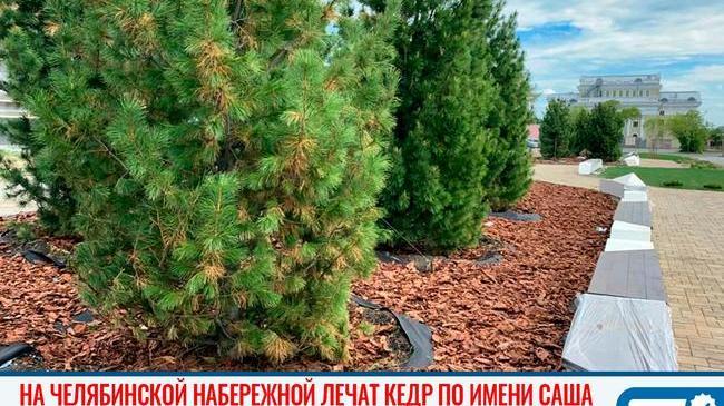 🤒 Выздоравливай, Санек! 🌳 В Челябинске подрядчики лечат заболевшее дерево 