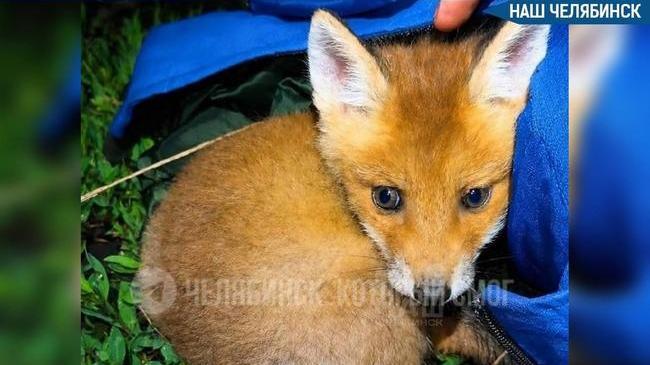 🦊 В Челябинске спасли маленького лисенка