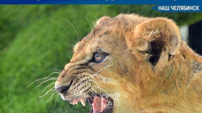 Львица Уральского цирка напала на дрессировщика