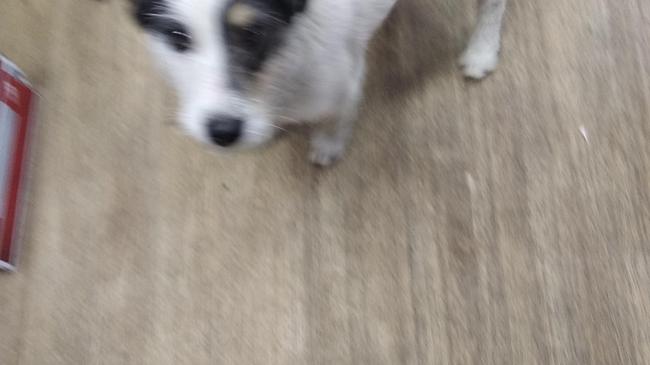 Найден щенок