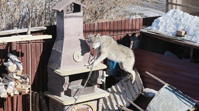 Во дворе дома в Челябинске поселили дикого волка. Соседи возмущены