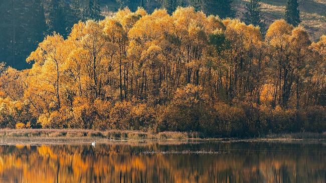 🦢 Прекрасный пруд с одиноким лебедем. Расскажите, где на Южном Урале вам удавалось увидеть лебедей?
