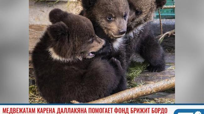 ⚡Реабилитацию спасенных в Челябинске медвежат оплатит фонд актрисы Бриджит Бордо