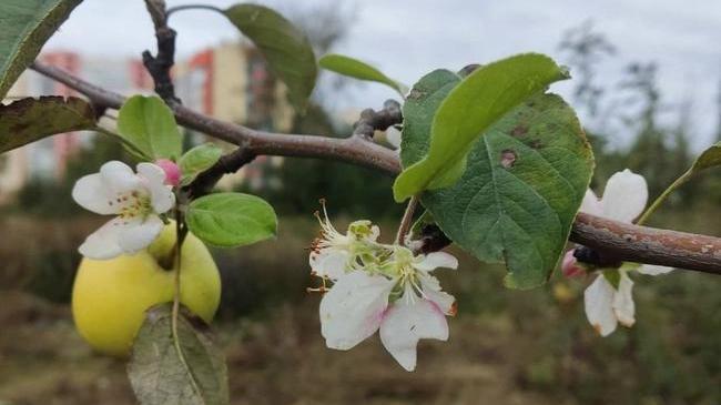 🌺 В Челябинской области яблони зацвели в сентябре