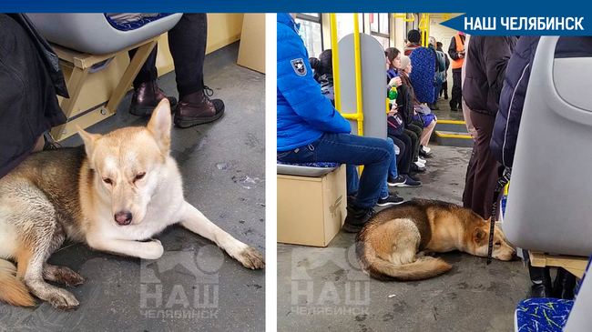 😨 В Челябинске заметили очередную собаку-путешественницу. 